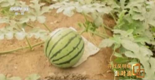 吃瓜发芽了,揭秘瓜类食品的神奇生长之旅